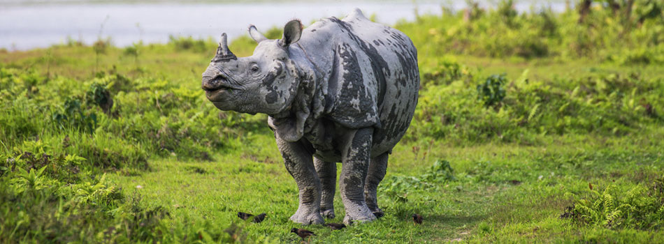 Kaziranga National Park